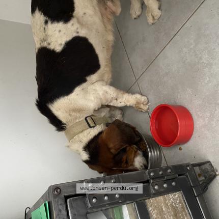 Photo 1/1 Chien retrouvé Trouvé à Merindol