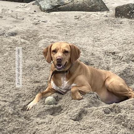 Photo 1/1 Chien retrouvé Perdu à St domineuc