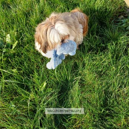 Photo de chien perdu à Morlaix