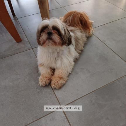 Photo 2/2 Chien retrouvé Perdu à Morlaix