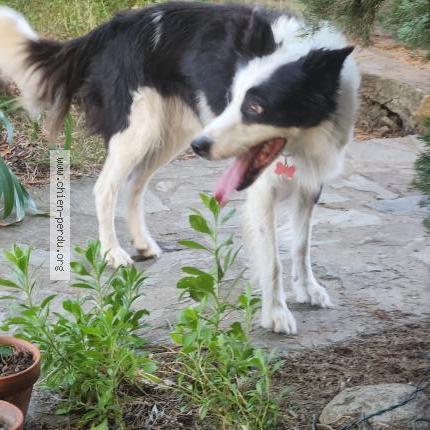 Photo de chien trouvé à Canohes