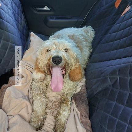 Photo 1/1 Chien retrouvé Trouvé à Yzeron