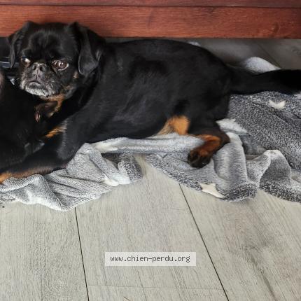 Photo 1/1 Chien retrouvé Perdu à Arcy sur cur