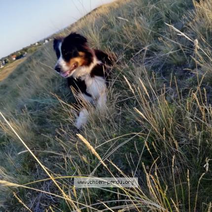 Photo 1/1 Chien retrouvé Perdu à Le pertre