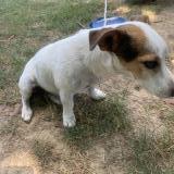 Photo de chien trouvé à Macon