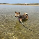 Photo de chien perdu à Pleumeur Bodou