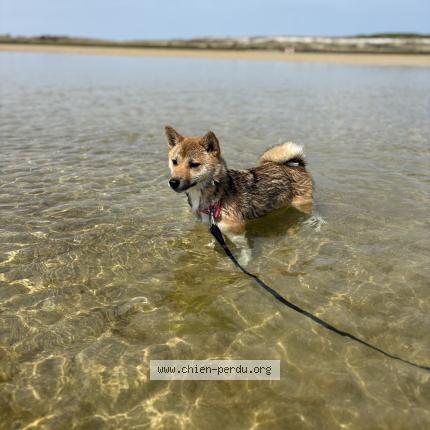 Photo 1/1 Chien retrouvé Perdu à Pleumeur bodou