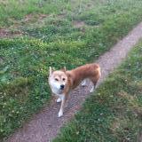 Photo de chien trouvé à La Roche Sur Yon