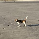 Photo de chien perdu à Camiers