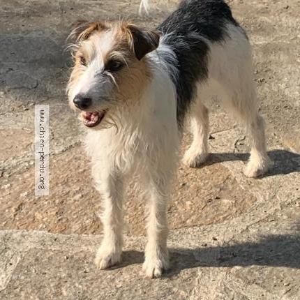 Photo de chien perdu à Cavalaire Sur Mer