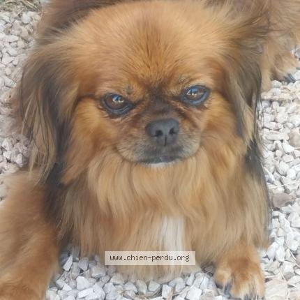 Photo de chien perdu à Saint Martin De Crau