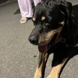 Photo de chien trouvé à Saumur
