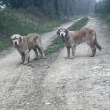 Photo de chien trouvé à Guilberville Sur La D213