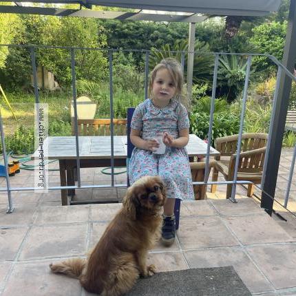 Photo 1/1 Chien retrouvé Perdu à Nice