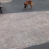 Photo de chien trouvé à Maurepas