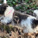 Photo de chien perdu à Le Merevillois