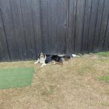 Photo de chien trouvé à Cheissoux