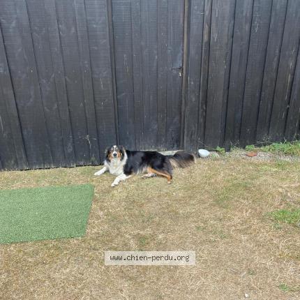 Photo de chien trouvé à Cheissoux