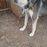 Photo de chien trouvé à Clonas Sur Vareze