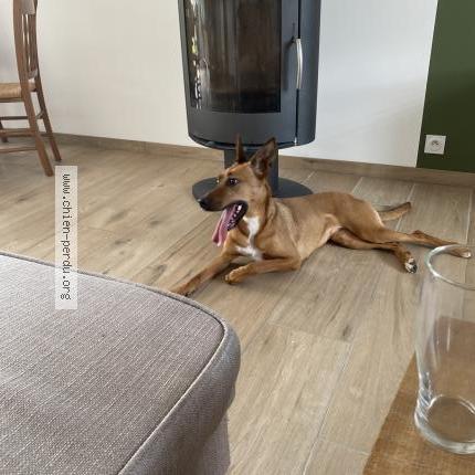 Photo 1/1 Chien retrouvé Trouvé à Aix noulette