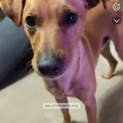 Photo 1/3 Chien retrouvé Perdu à Montseret