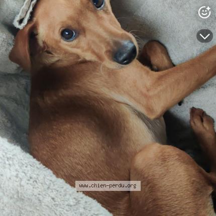 Photo 2/3 Chien retrouvé Perdu à Montseret