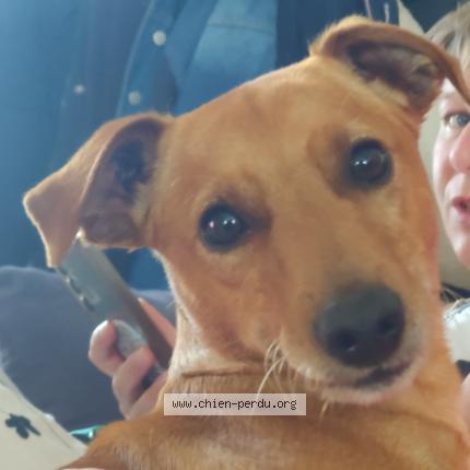 Photo 3/3 Chien retrouvé Perdu à Montseret