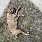 Photo de chien trouvé à Polisy
