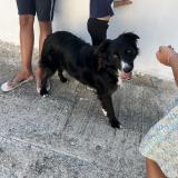 Photo de chien trouvé à Narbonne