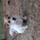 Photo de chien trouvé à Demi Quartier