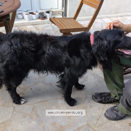 Photo 1/1 Chien retrouvé Trouvé à Brain sur allonnes