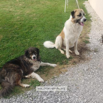 Photo 1/1 Chien retrouvé Trouvé à Merey sous montrond