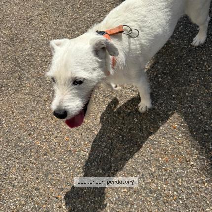 Photo 1/3 Chien retrouvé Trouvé à Le perchay