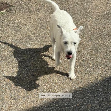 Photo 2/3 Chien retrouvé Trouvé à Le perchay