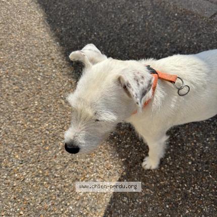 Photo 3/3 Chien retrouvé Trouvé à Le perchay