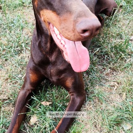 Photo 1/1 Chien retrouvé Perdu à Fontainebleau