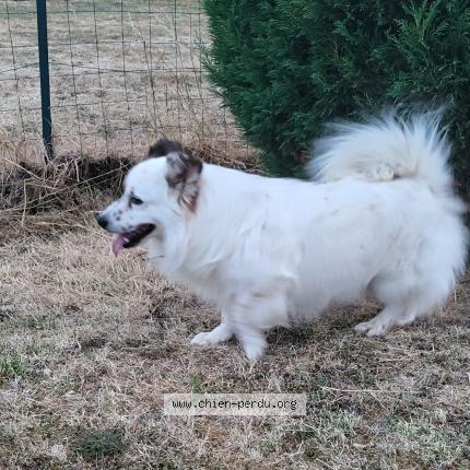 Photo 1/1 Chien retrouvé Trouvé à Lesigny