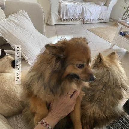 Photo 1/2 Chien retrouvé Perdu à Gisors