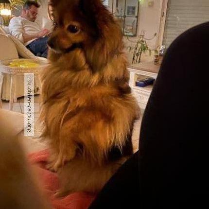 Photo 2/2 Chien retrouvé Perdu à Gisors