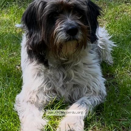 Photo 1/1 Chien retrouvé Perdu à Soorts hossegor