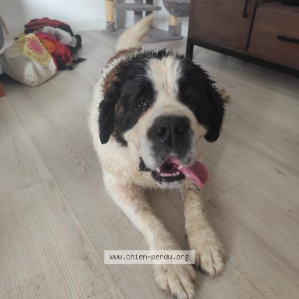 Photo 1/1 Chien retrouvé Trouvé à Etroussat