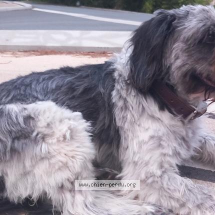 Photo 1/1 Chien retrouvé Trouvé à Soorts hossegor