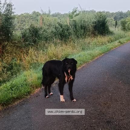 Photo de chien perdu à Chapeau