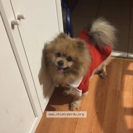Photo de chien perdu à Pessac