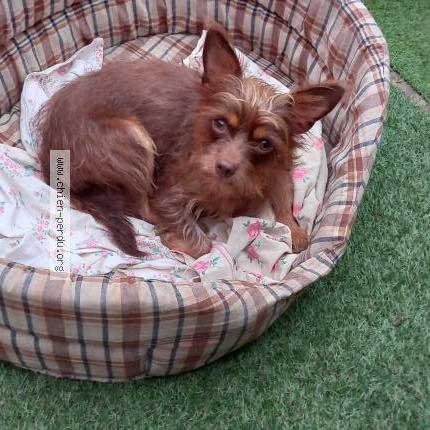 Photo 1/1 Chien retrouvé Perdu à Douarnenez