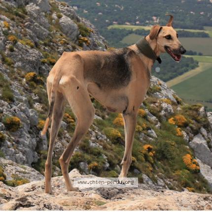 Photo 1/1 Chien retrouvé Perdu à Cleder