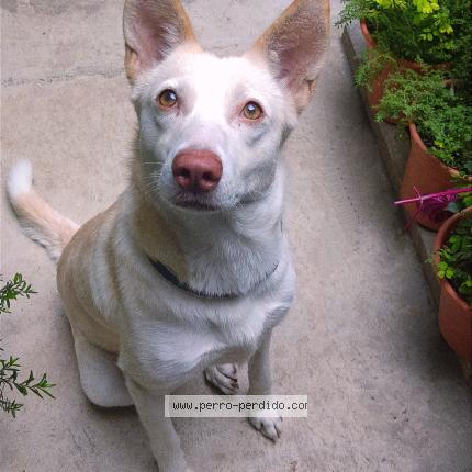 Photo 1/1 bonita Chien perdu à Guatemala