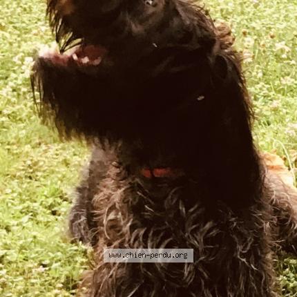 Photo de chien perdu à Vert Le Grand