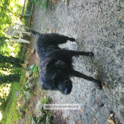 Photo de chien trouvé à St Cirgues De Prades