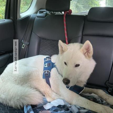 Photo de chien trouvé à Saint Pardoux La Croisille